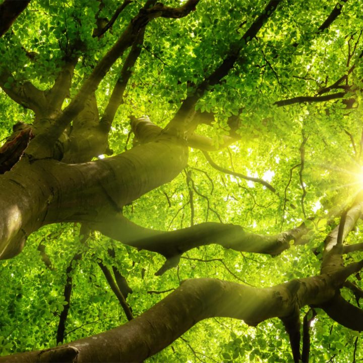 Alpharettatreecareservices Alpharetta tree care services