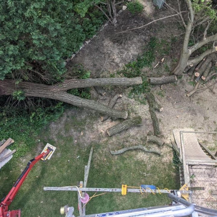 Alpharettatreeremoval certifiedarboristalpharetta