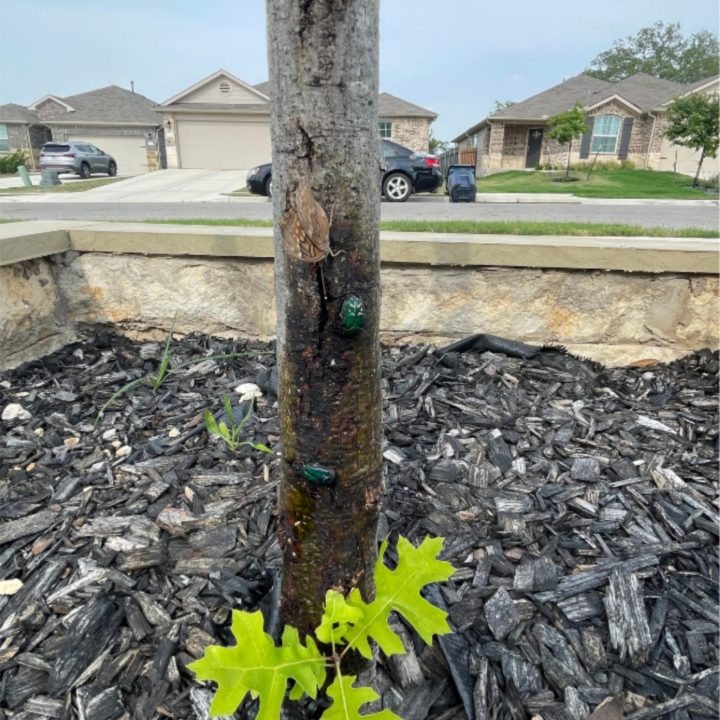 Alpharettatreetrimming Alpharettatreetrimming