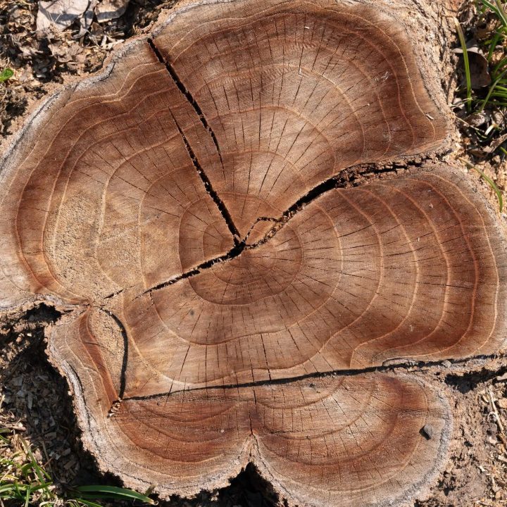 StumpGrindingAlpharettaGA StumpGrindingAlpharettaGA